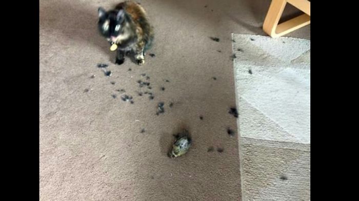 224 Times People Left Their Pets Alone, And Deeply Regretted It (Add Yours) 224 Times People Left Their Pets Alone, And Deeply Regretted It (Add Yours)