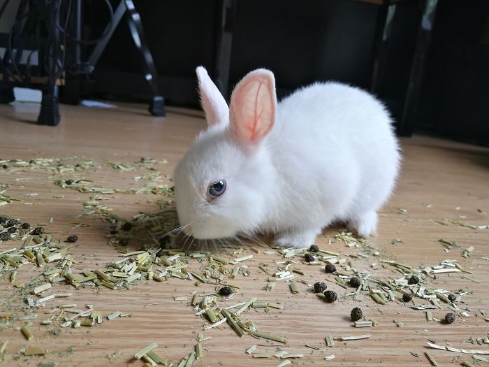 224 Times People Left Their Pets Alone, And Deeply Regretted It (Add Yours) 224 Times People Left Their Pets Alone, And Deeply Regretted It (Add Yours)