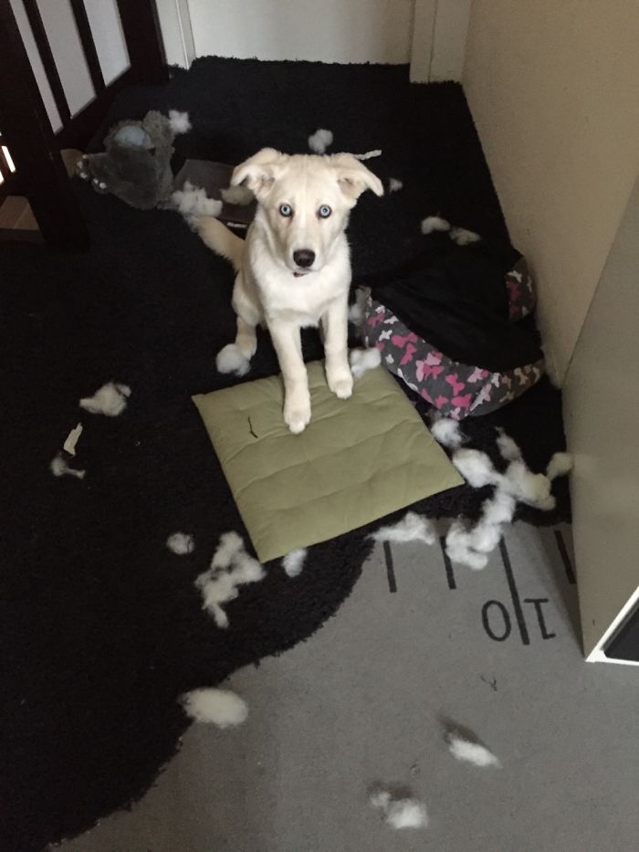 224 Times People Left Their Pets Alone, And Deeply Regretted It (Add Yours) 224 Times People Left Their Pets Alone, And Deeply Regretted It (Add Yours)