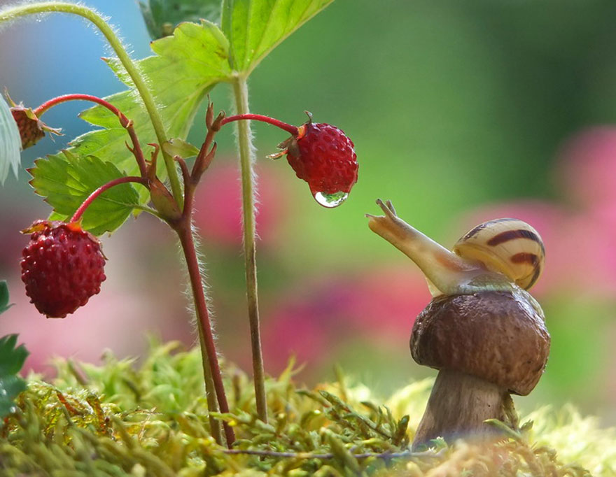 A Magical Miniature World Of Snails By Vyacheslav Mishchenko A Magical Miniature World Of Snails By Vyacheslav Mishchenko