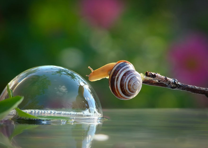A Magical Miniature World Of Snails By Vyacheslav Mishchenko A Magical Miniature World Of Snails By Vyacheslav Mishchenko