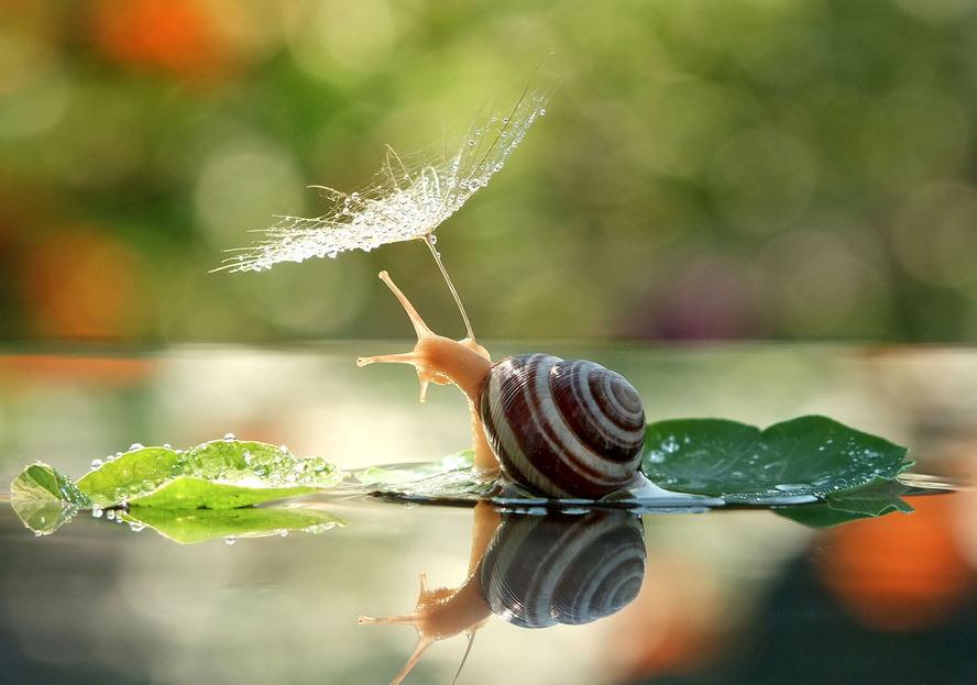 A Magical Miniature World Of Snails By Vyacheslav Mishchenko A Magical Miniature World Of Snails By Vyacheslav Mishchenko
