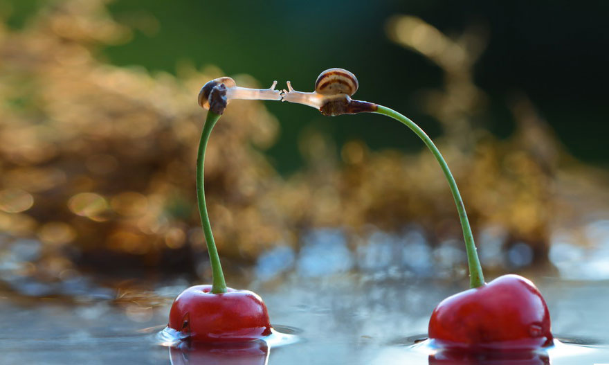 A Magical Miniature World Of Snails By Vyacheslav Mishchenko A Magical Miniature World Of Snails By Vyacheslav Mishchenko