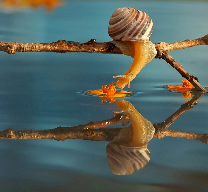 A Magical Miniature World Of Snails By Vyacheslav Mishchenko A Magical Miniature World Of Snails By Vyacheslav Mishchenko
