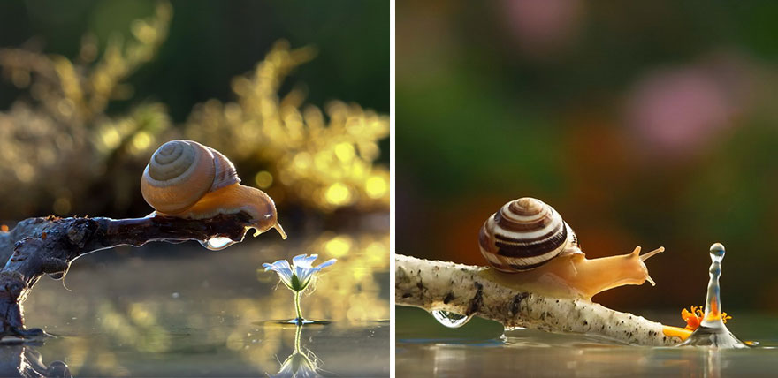 A Magical Miniature World Of Snails By Vyacheslav Mishchenko A Magical Miniature World Of Snails By Vyacheslav Mishchenko