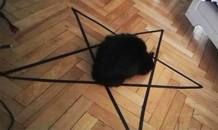 Guy Can’t Get His Cat To Sit In The Circle, But Then Discovers Something Frightening About His Cat Guy Can’t Get His Cat To Sit In The Circle, But Then Discovers Something Frightening About His Cat