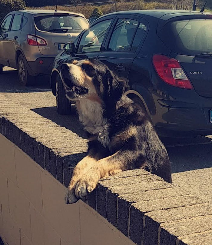 Every Day This Dog Comes To School To Get Hugs And Waits To Be Petted