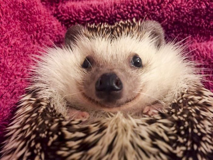 Meet Waldo, The Happiest Hedgehog Who Can&#8217;t Stop Smiling