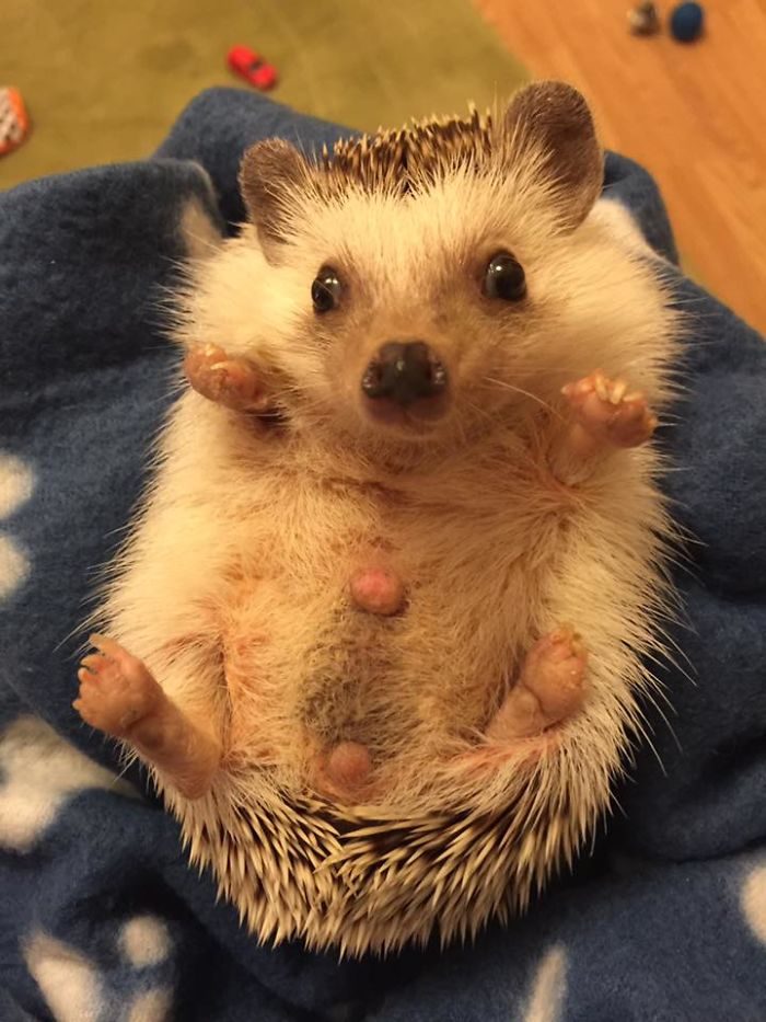 Meet Waldo, The Happiest Hedgehog Who Can&#8217;t Stop Smiling