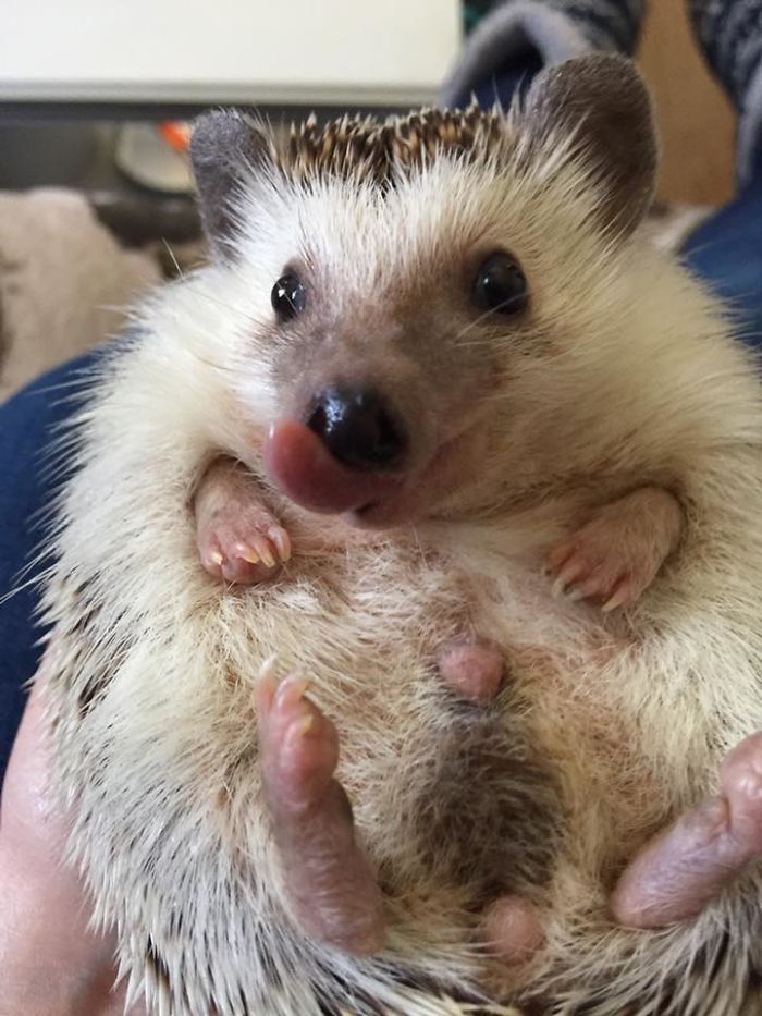 Meet Waldo, The Happiest Hedgehog Who Can&#8217;t Stop Smiling