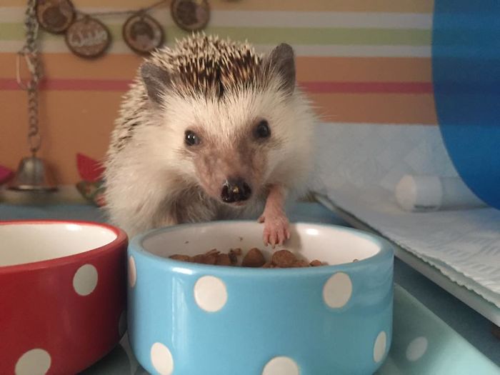 Meet Waldo, The Happiest Hedgehog Who Can&#8217;t Stop Smiling