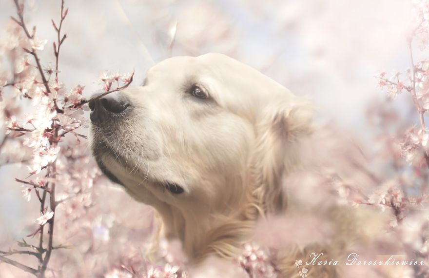 I Photographed Dogs Welcoming Spring