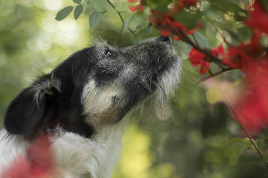 I Photographed Dogs Welcoming Spring