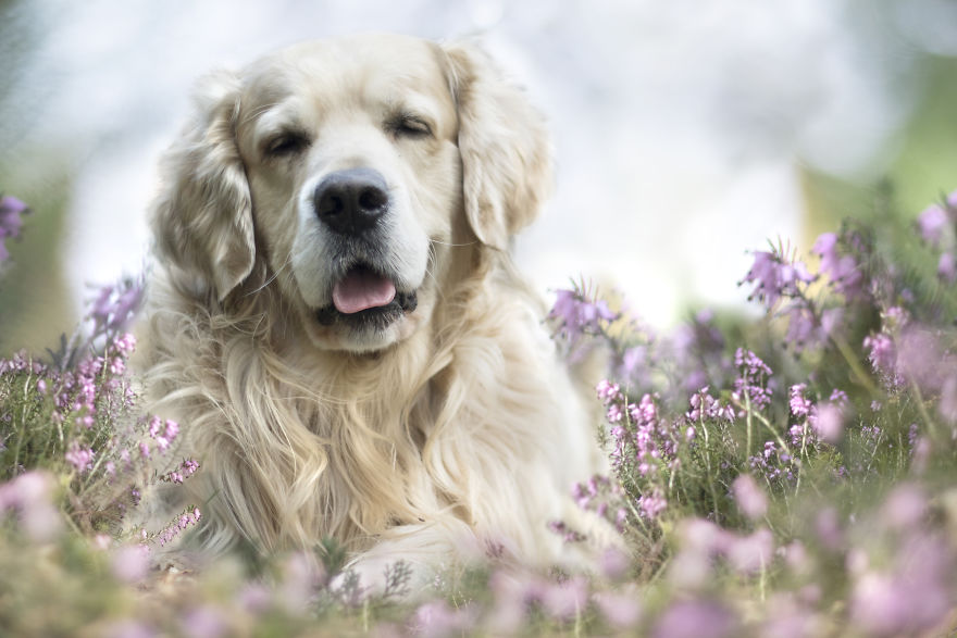 I Photographed Dogs Welcoming Spring