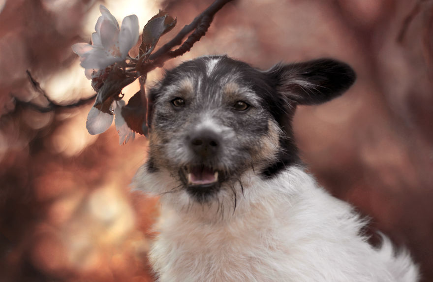 I Photographed Dogs Welcoming Spring