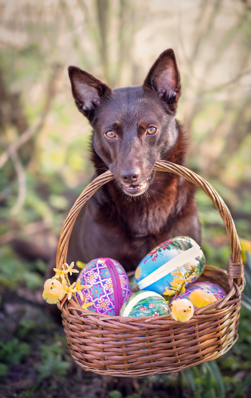 Easterphotos Kelpie Style! Easterphotos Kelpie Style!