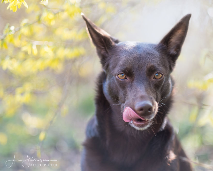 Easterphotos Kelpie Style! Easterphotos Kelpie Style!