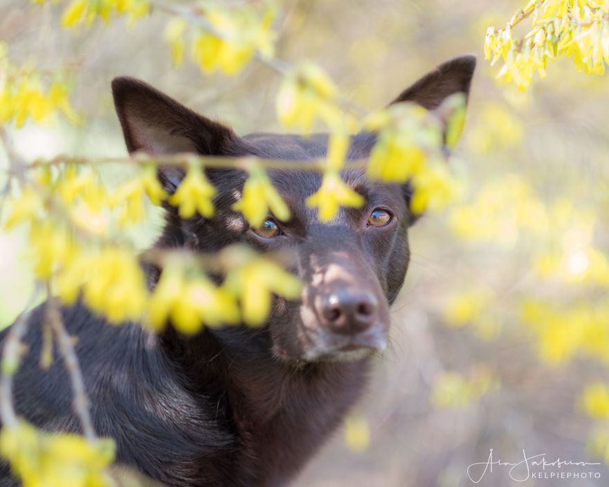 Easterphotos Kelpie Style! Easterphotos Kelpie Style!