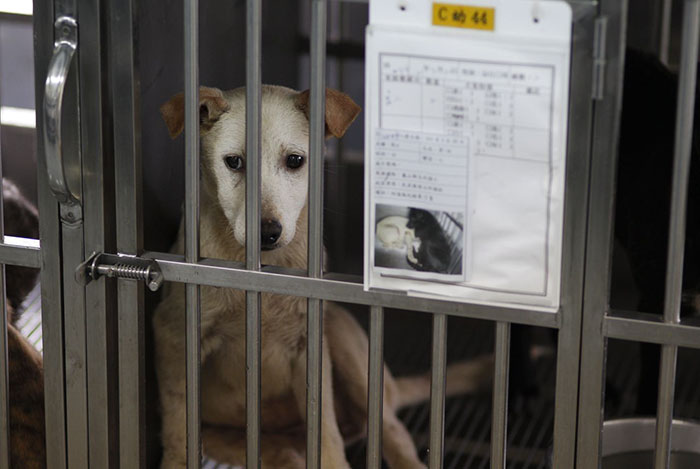 Taiwan Has Just Become The First Asian Country To Ban Eating Cats And Dogs Taiwan Has Just Become The First Asian Country To Ban Eating Cats And Dogs