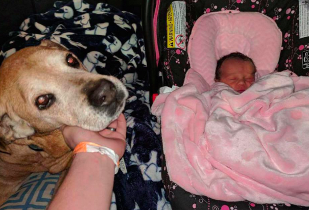 Old Dog Stays Alive Just Long Enough To Welcome His Baby Sister Old Dog Stays Alive Just Long Enough To Welcome His Baby Sister