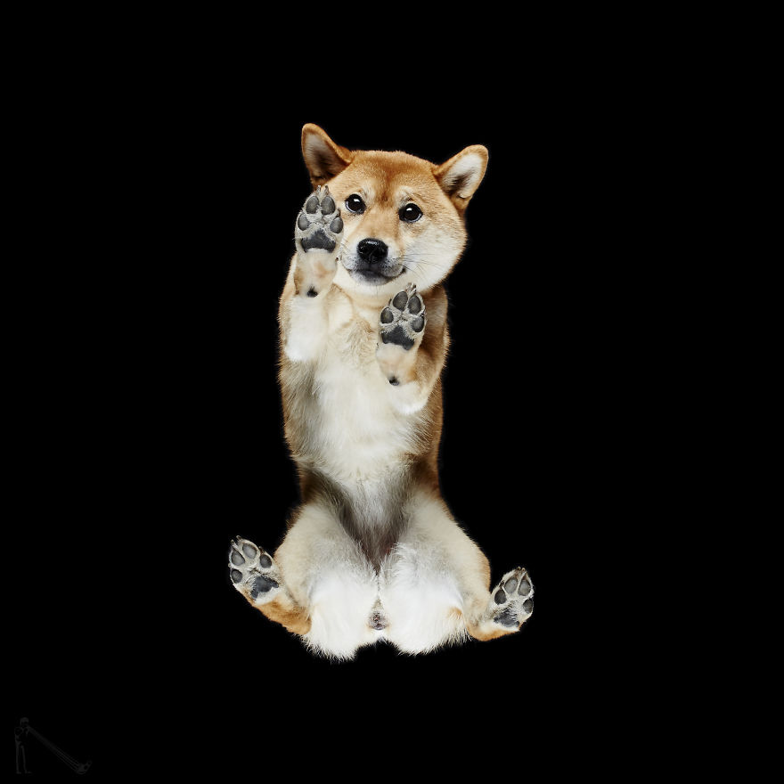 Under-Dogs: I Photograph Dogs From Underneath Under-Dogs: I Photograph Dogs From Underneath