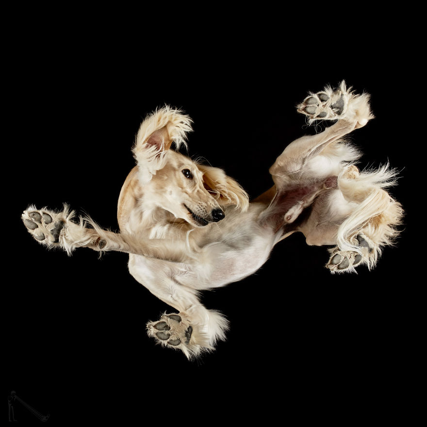 Under-Dogs: I Photograph Dogs From Underneath Under-Dogs: I Photograph Dogs From Underneath