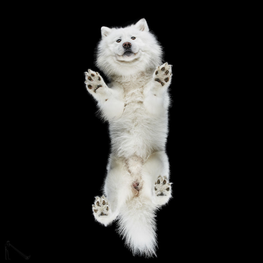 Under-Dogs: I Photograph Dogs From Underneath Under-Dogs: I Photograph Dogs From Underneath