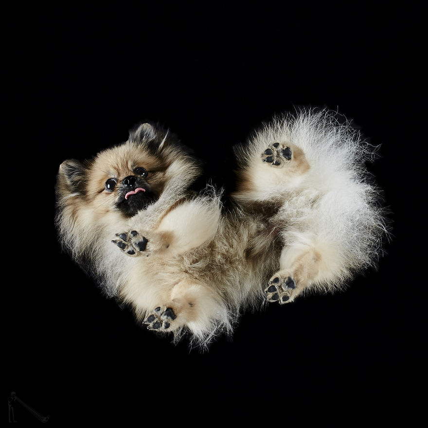 Under-Dogs: I Photograph Dogs From Underneath Under-Dogs: I Photograph Dogs From Underneath