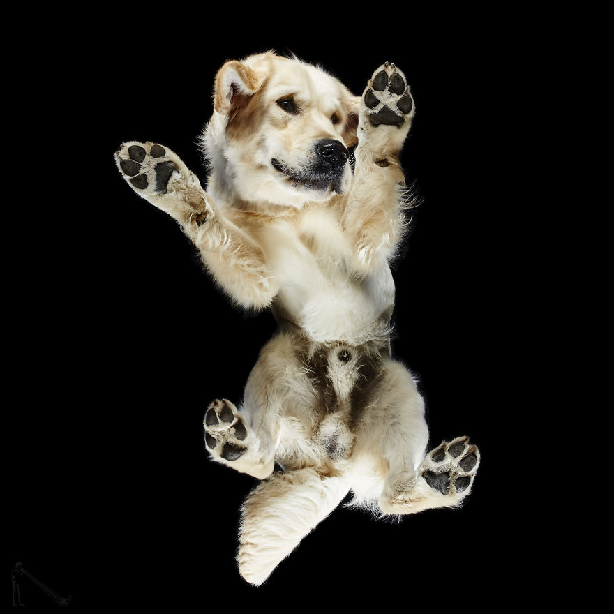 Under-Dogs: I Photograph Dogs From Underneath Under-Dogs: I Photograph Dogs From Underneath