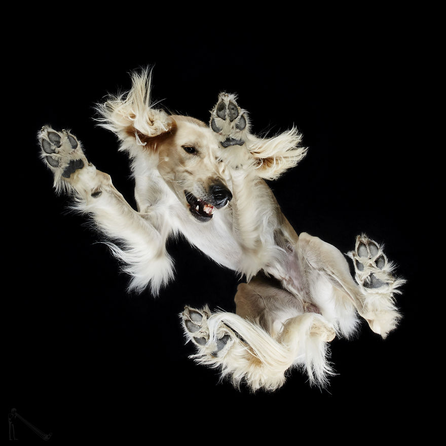 Under-Dogs: I Photograph Dogs From Underneath Under-Dogs: I Photograph Dogs From Underneath