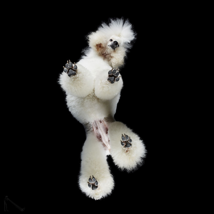 Under-Dogs: I Photograph Dogs From Underneath Under-Dogs: I Photograph Dogs From Underneath