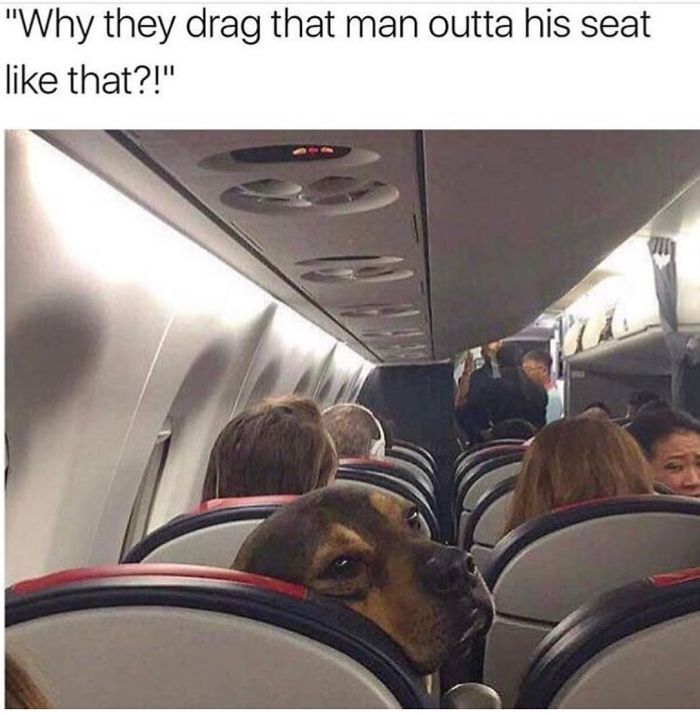 314 Of The Funniest Reactions To United Airlines Violently Dragging A Man Off A Plane (Add Yours)