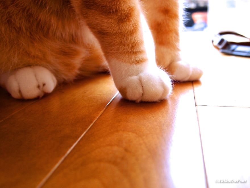 I Got A Cat For My Sick And Grumpy Grandpa, And He Turned His Life Upside Down I Got A Cat For My Sick And Grumpy Grandpa, And He Turned His Life Upside Down