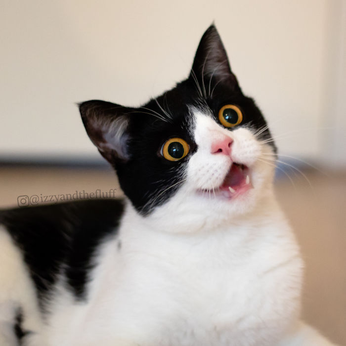 Meet Izzy, The Cat With The Most Expressive Face Meet Izzy, The Cat With The Most Expressive Face