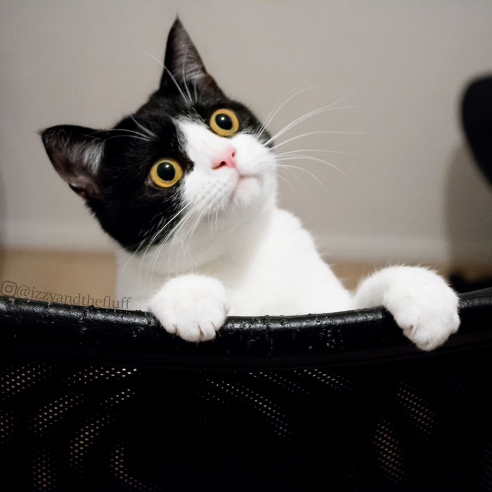 Meet Izzy, The Cat With The Most Expressive Face Meet Izzy, The Cat With The Most Expressive Face