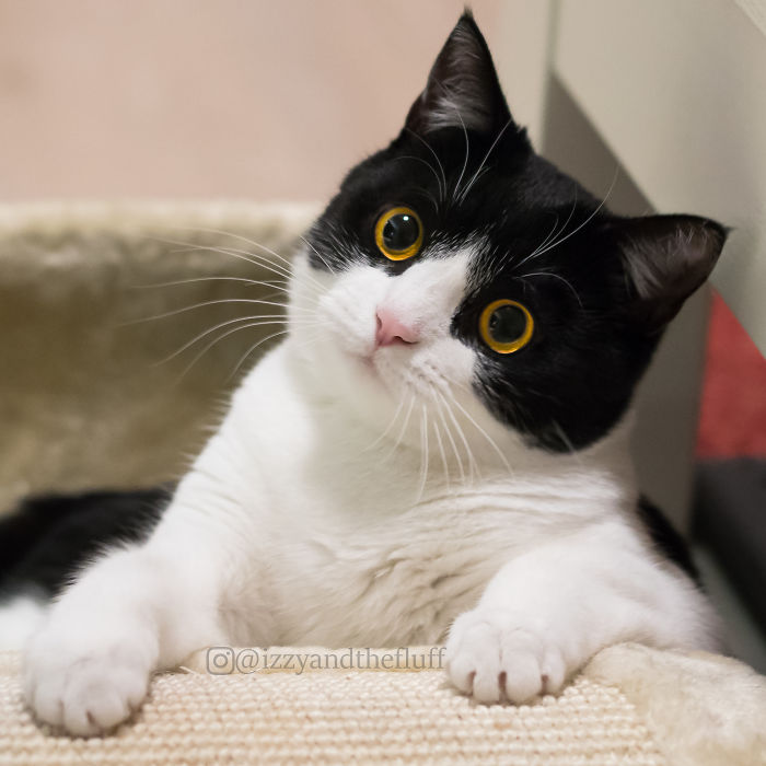 Meet Izzy, The Cat With The Most Expressive Face Meet Izzy, The Cat With The Most Expressive Face