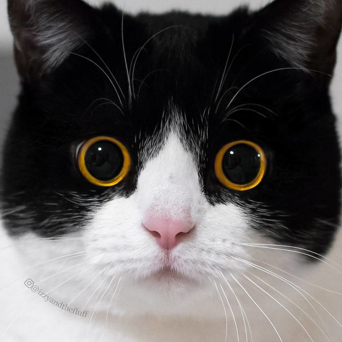 Meet Izzy, The Cat With The Most Expressive Face Meet Izzy, The Cat With The Most Expressive Face