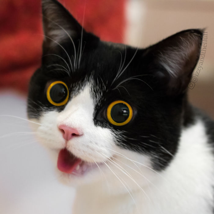 Meet Izzy, The Cat With The Most Expressive Face Meet Izzy, The Cat With The Most Expressive Face