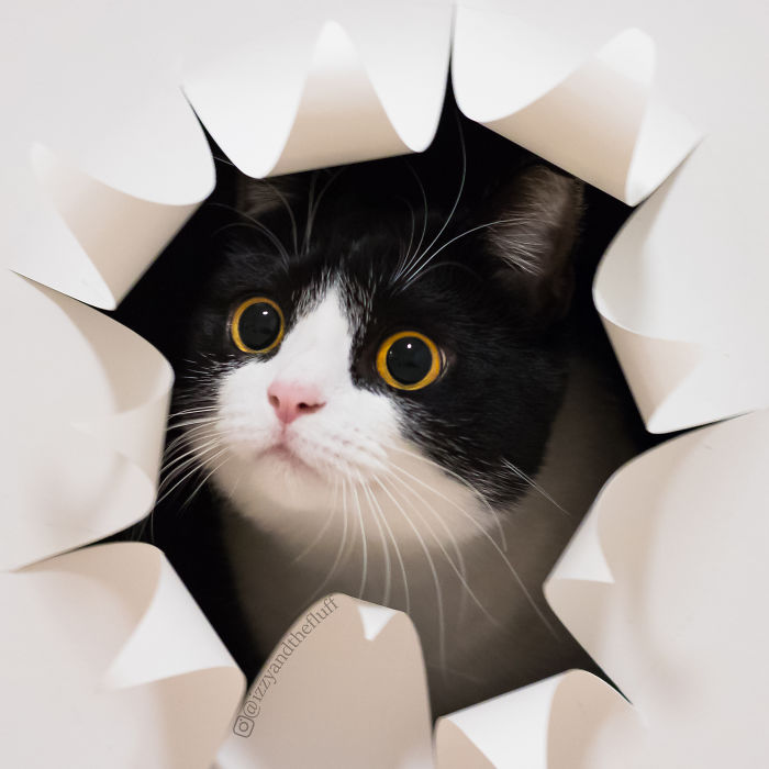 Meet Izzy, The Cat With The Most Expressive Face Meet Izzy, The Cat With The Most Expressive Face