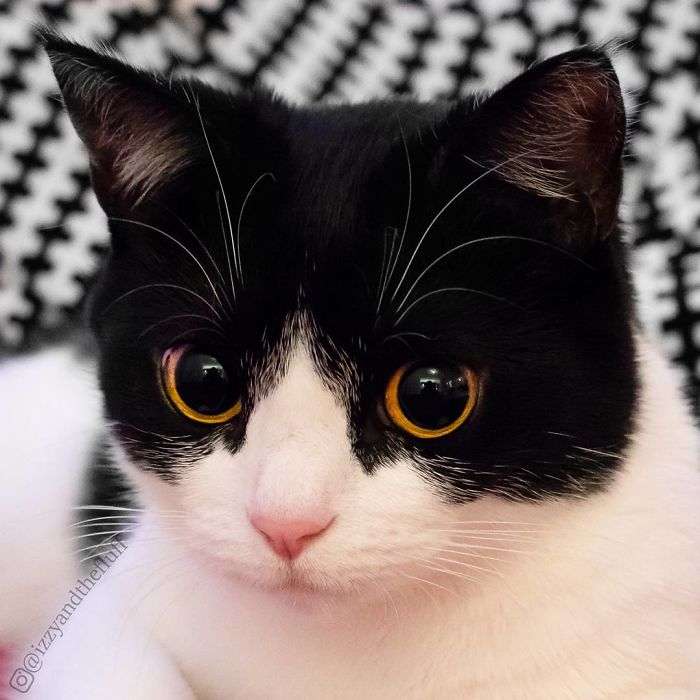 Meet Izzy, The Cat With The Most Expressive Face Meet Izzy, The Cat With The Most Expressive Face