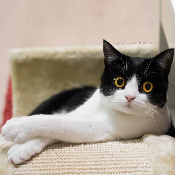 Meet Izzy, The Cat With The Most Expressive Face Meet Izzy, The Cat With The Most Expressive Face