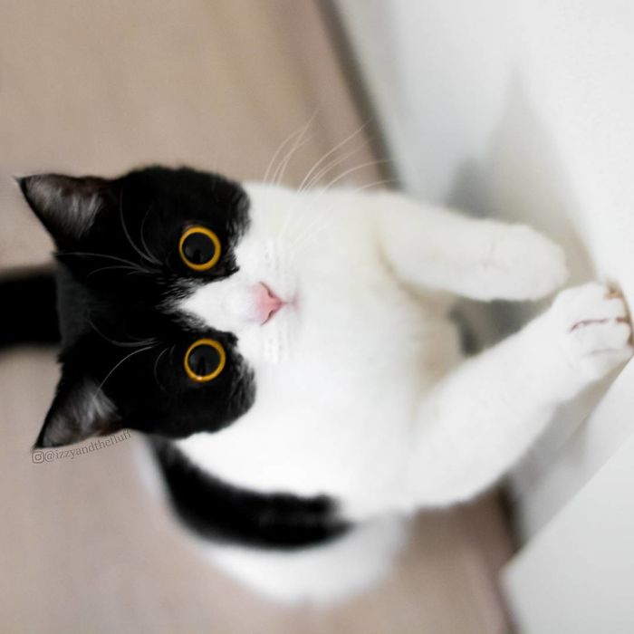 Meet Izzy, The Cat With The Most Expressive Face Meet Izzy, The Cat With The Most Expressive Face