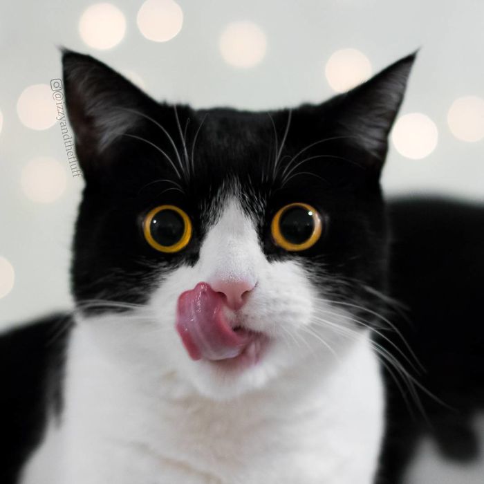 Meet Izzy, The Cat With The Most Expressive Face Meet Izzy, The Cat With The Most Expressive Face