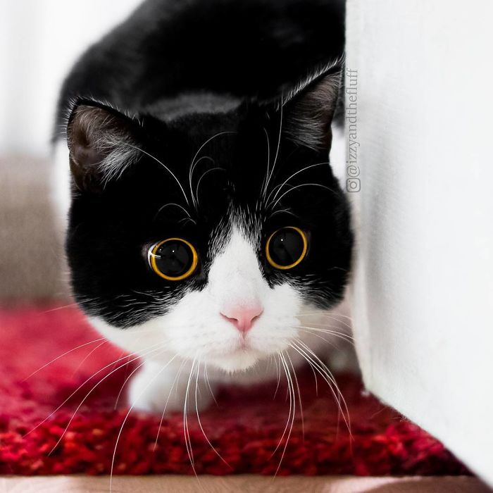 Meet Izzy, The Cat With The Most Expressive Face Meet Izzy, The Cat With The Most Expressive Face