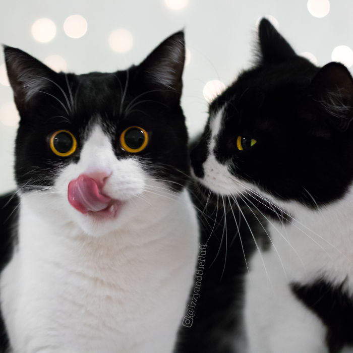 Meet Izzy, The Cat With The Most Expressive Face Meet Izzy, The Cat With The Most Expressive Face