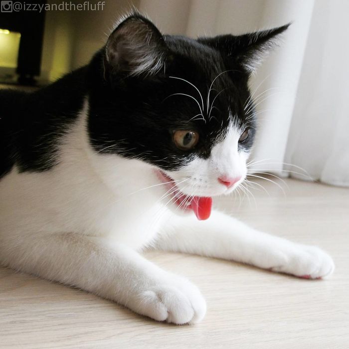 Meet Izzy, The Cat With The Most Expressive Face Meet Izzy, The Cat With The Most Expressive Face