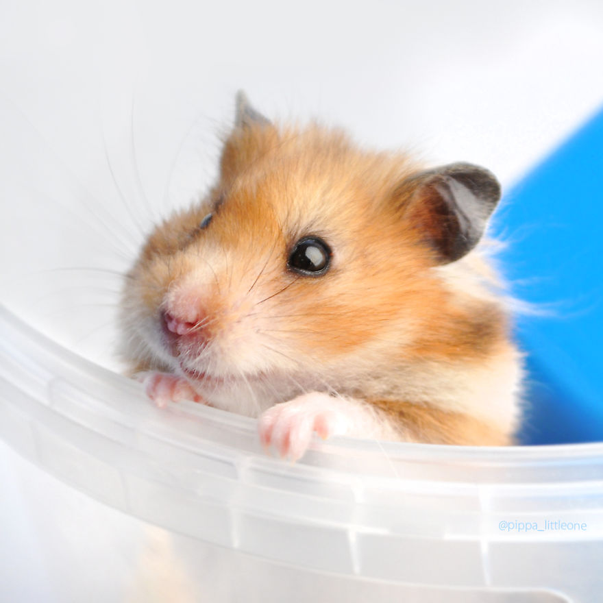 Why We Love Our Corporate Hamster Why We Love Our Corporate Hamster