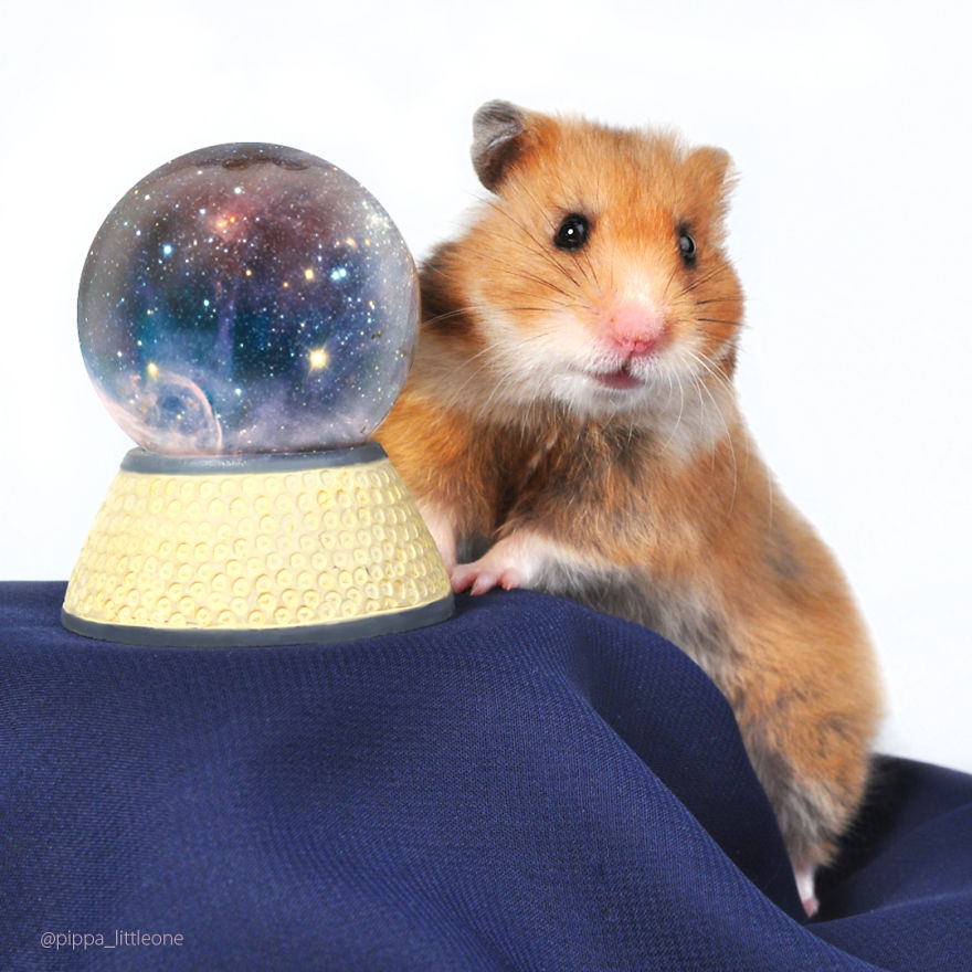 Why We Love Our Corporate Hamster Why We Love Our Corporate Hamster