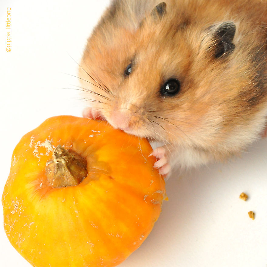 Why We Love Our Corporate Hamster Why We Love Our Corporate Hamster