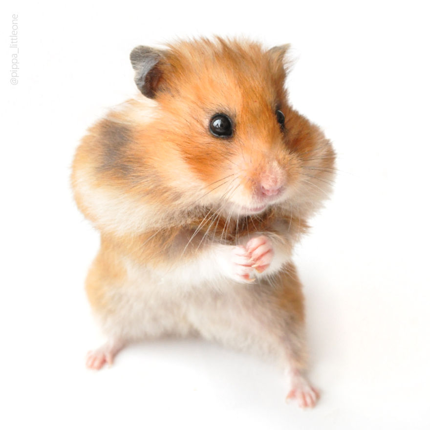 Why We Love Our Corporate Hamster Why We Love Our Corporate Hamster